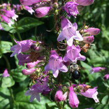 Load image into Gallery viewer, *Pollinator Garden Collection* ("Love Thy Pollineighbor")