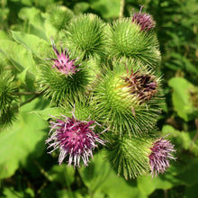 Load image into Gallery viewer, Burdock, Gobo (Arctium lappa)
