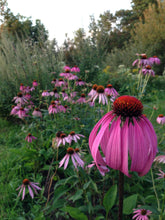 Load image into Gallery viewer, Echinacea purpurea (Echinacea purpurea)