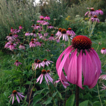 Load image into Gallery viewer, *Medicine Garden Collection* ("Be Well Stocked")
