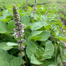 Load image into Gallery viewer, Tulsi, Temperate aka. Holy Basil (Ocimum africanum)