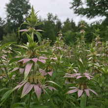 Load image into Gallery viewer, Bee Balm, Spotted (Monarda punctata)