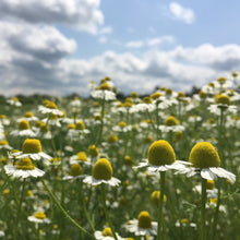 Load image into Gallery viewer, *Tea Garden Collection* ("Steeped in Healing")