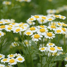 Load image into Gallery viewer, Chamomile, German (Matricaria recutita)