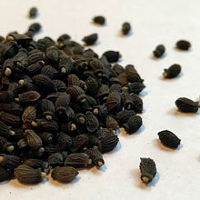 Load image into Gallery viewer, Borage (Borago officinalis)