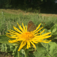 Load image into Gallery viewer, Elecampane (Inula helenium)