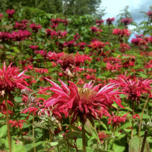 Load image into Gallery viewer, Bee Balm, Scarlet (Monarda didyma)