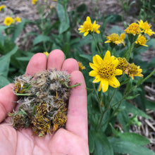 Load image into Gallery viewer, Arnica, Meadow (Arnica chamissonis)