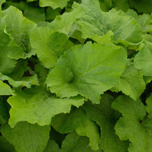 Load image into Gallery viewer, Burdock, Gobo (Arctium lappa)