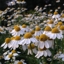 Load image into Gallery viewer, Feverfew (Tanacetum parthenium)