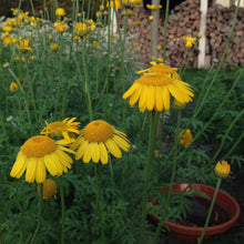 Load image into Gallery viewer, Chamomile, Dyer's (Anthemis tinctora)