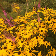 Load image into Gallery viewer, Coneflower, Orange (Rudbeckia fulgida)