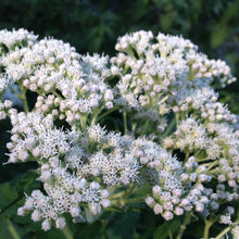 Load image into Gallery viewer, Boneset (Eupatorium perfoliatum)