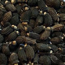 Load image into Gallery viewer, Borage (Borago officinalis)