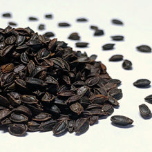 Load image into Gallery viewer, Jewelweed, Yellow (Impatiens pallida)