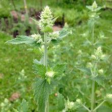 Load image into Gallery viewer, Catnip, Official (Nepeta cataria)