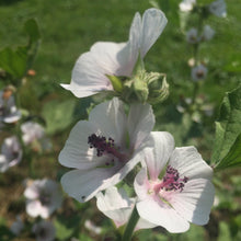 Load image into Gallery viewer, *Medicine Garden Collection* ("Be Well Stocked")