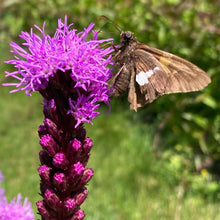 Load image into Gallery viewer, *Pollinator Garden Collection* ("Love Thy Pollineighbor")