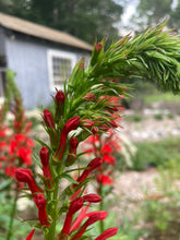 Load image into Gallery viewer, Cardinal Flower (Lobelia cardinalis)