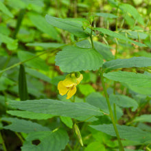 Load image into Gallery viewer, Jewelweed, Yellow (Impatiens pallida)
