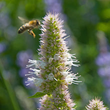 Load image into Gallery viewer, Hyssop, Nettleleaf Giant (Agastache urticifolia)
