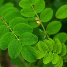 Load image into Gallery viewer, Astragalus (Astragulus membranaceus)