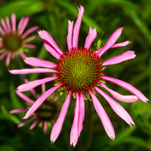 Load image into Gallery viewer, Echinacea angustifolia (Echinacea angustifolia)