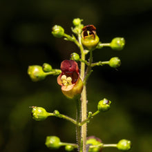 Load image into Gallery viewer, Figwort (Scrophularia nodosa)