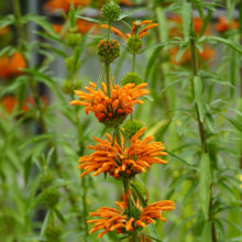 Load image into Gallery viewer, Cordao aka. Klip Dagga (Leonotis nepetifolia)