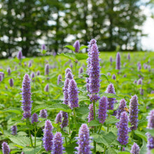 Load image into Gallery viewer, *Tea Garden Collection* ("Steeped in Healing")