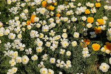 Load image into Gallery viewer, Poppy, California White Linen (Eschscholzia californica)