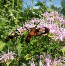 Load image into Gallery viewer, *Pollinator Garden Collection* ("Love Thy Pollineighbor")