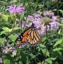 Load image into Gallery viewer, *Pollinator Garden Collection* ("Love Thy Pollineighbor")