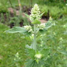 Load image into Gallery viewer, *Tea Garden Collection* ("Steeped in Healing")