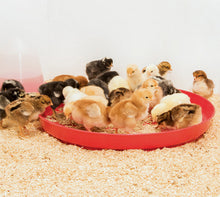 Load image into Gallery viewer, Chick Tray