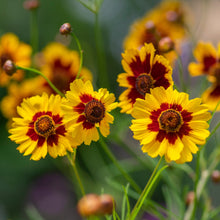 Load image into Gallery viewer, Coreopsis, Dyer's Mix (Coreopsis tinctoria)