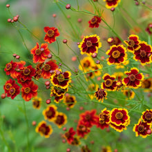 Load image into Gallery viewer, Coreopsis, Dyer's Mix (Coreopsis tinctoria)
