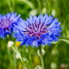 Load image into Gallery viewer, Cornflower, Blue (Centaurea cyanus)