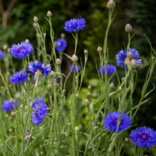 Load image into Gallery viewer, Cornflower, Blue (Centaurea cyanus)