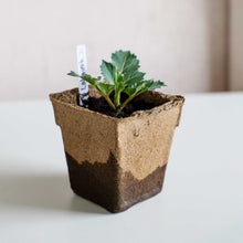 Load image into Gallery viewer, CowPots® #4 Square