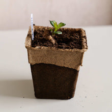 Load image into Gallery viewer, CowPots® #4 Square