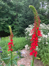 Load image into Gallery viewer, Cardinal Flower (Lobelia cardinalis)