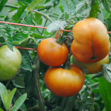Load image into Gallery viewer, Colorado Beefsteak Tomato