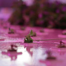 Load image into Gallery viewer, Deep Water Greens Raft