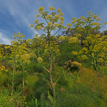 Load image into Gallery viewer, Fennel, Giant (Ferula communis)