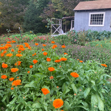 Load image into Gallery viewer, *Medicine Garden Collection* ("Be Well Stocked")