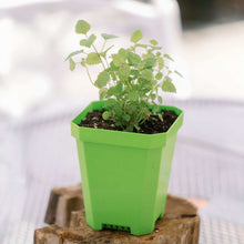 Load image into Gallery viewer, 5" Heavy Duty Nursery Pots