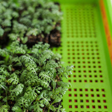 Load image into Gallery viewer, 1020 Mesh Trays Shallow Extra Strength Colors - 1" Deep