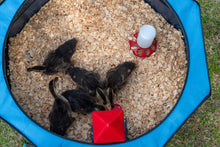 Load image into Gallery viewer, My Pet Chicken Hen Pen Pop-Up Brooder