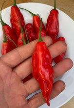 Load image into Gallery viewer, Hot Paper Lantern Pepper